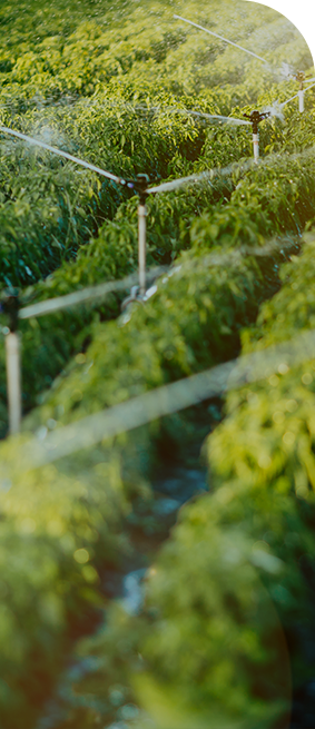 Empoderando la agricultura moderna, láminas de plástico especiales para altos rendimientos y agricultura sostenible